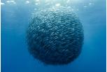 Ball of Mackerel